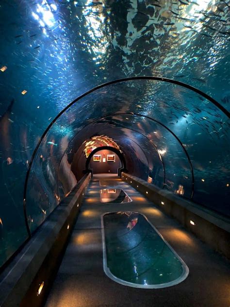 Oregon aquarium newport - Here is a list of the top Museums in Newport, Oregon. Oregon Coast Aquarium. Hatfield Marine Science Center. Ripley’s Believe It Or Not! Newport Discovery Zoo. The Hot Shop. The Wax Works. Come explore all of the amazing family-friendly museums Newport has to …